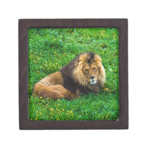 Lion Relaxing in Green Grass Photo Gift Box