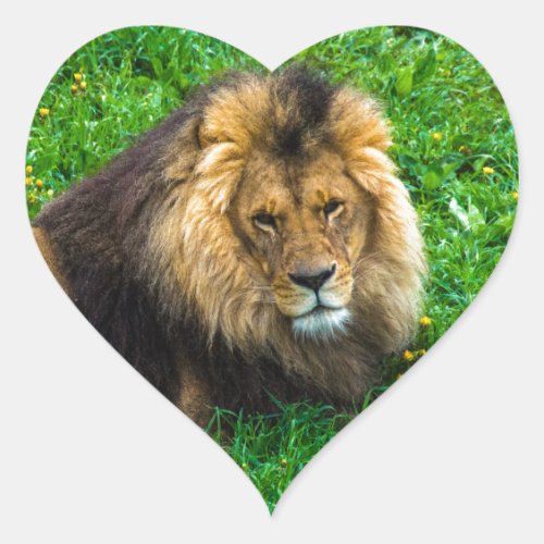 Lion Relaxing in Green Grass Photo Heart Sticker