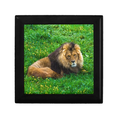 Lion Relaxing in Green Grass Photo Jewelry Box