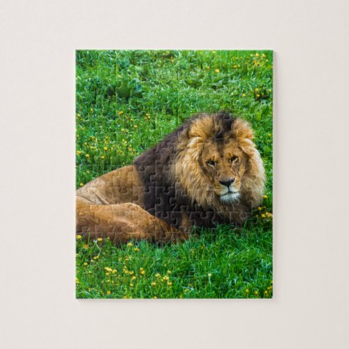 Lion Relaxing in Green Grass Photo Jigsaw Puzzle