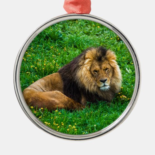 Lion Relaxing in Green Grass Photo Metal Ornament