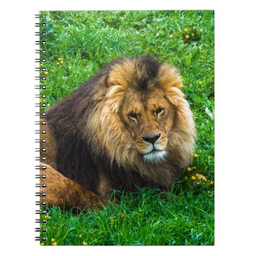 Lion Relaxing in Green Grass Photo Notebook