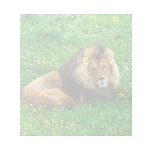 Lion Relaxing in Green Grass Photo Notepad