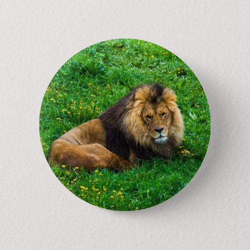 Lion Relaxing in Green Grass Photo Pinback Button