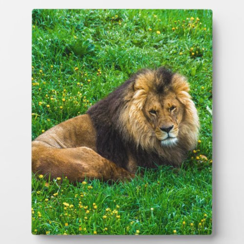 Lion Relaxing in Green Grass Photo Plaque