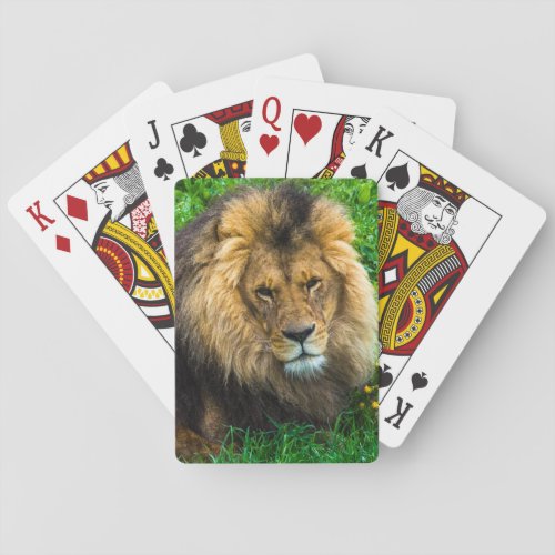 Lion Relaxing in Green Grass Photo Playing Cards