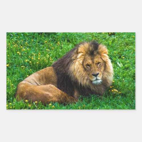 Lion Relaxing in Green Grass Photo Rectangular Sticker
