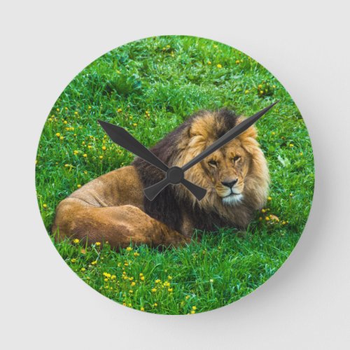 Lion Relaxing in Green Grass Photo Round Clock