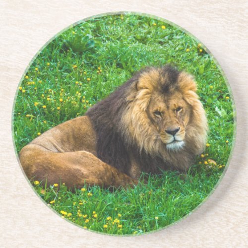Lion Relaxing in Green Grass Photo Sandstone Coaster