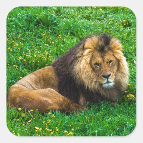 Lion Relaxing in Green Grass Photo Square Sticker