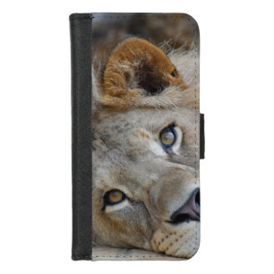 Lion relaxing iPhone 8/7 wallet case