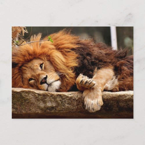 LION RELAXING Postcards