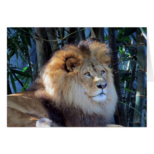 lion rex cards (Front Horizontal)
