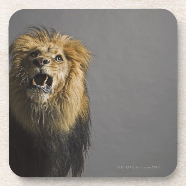 Lion roaring beverage coaster (Front)