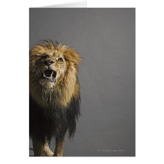Lion roaring cards (Front)
