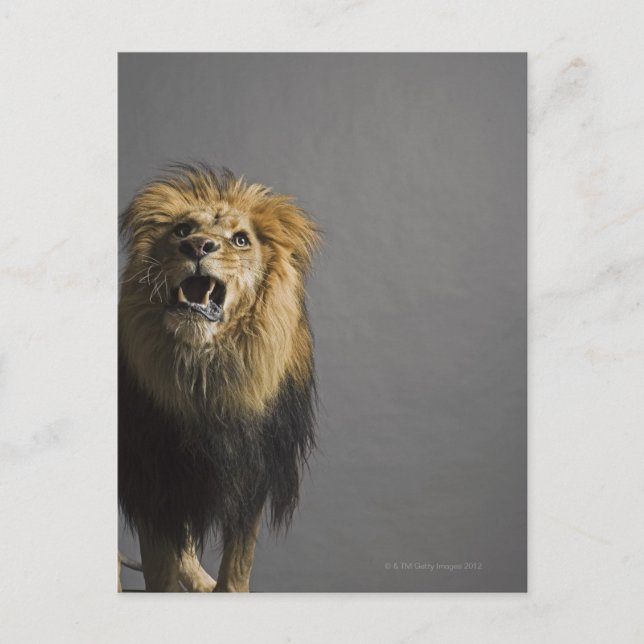 Lion roaring postcard (Front)