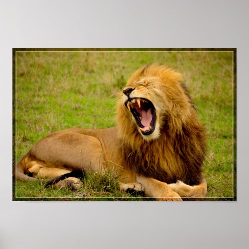 Lion Roaring Poster