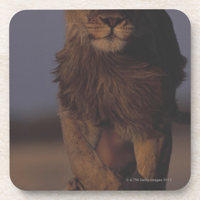 Lion Running Beverage Coaster (Front)