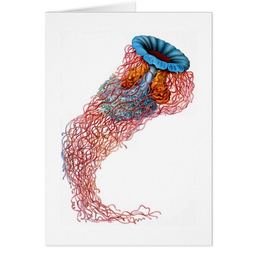 Lion’s mane jellyfish cards (Front)