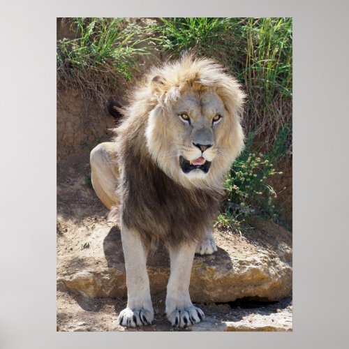 Lion sitting on the rocks  poster