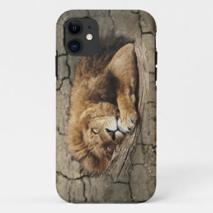 Lion sleeping Animal wild Cat stone iPhone 11 Case