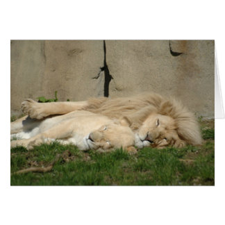 Lion sleeps tonight in your arms