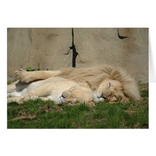 Lion sleeps tonight in your arms (Front Horizontal)