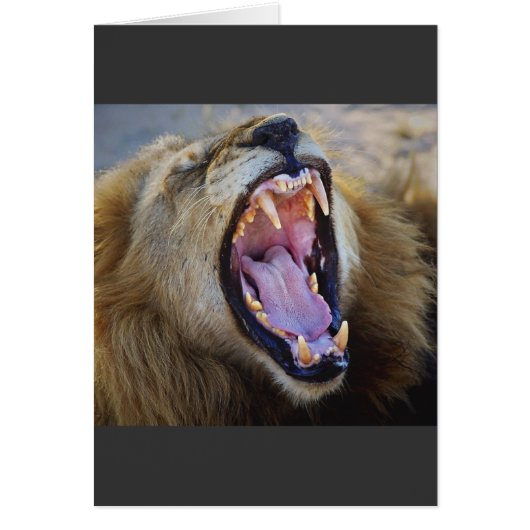 Lion Snarling wildlife safari cards (Front)