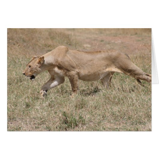 lion stalk cards (Front Horizontal)