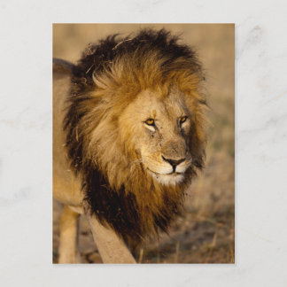Lion Stalking Postcard