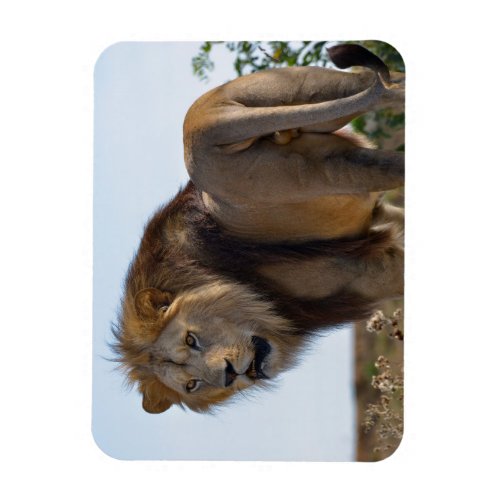 Lion standing among vegetation and seen from back magnet