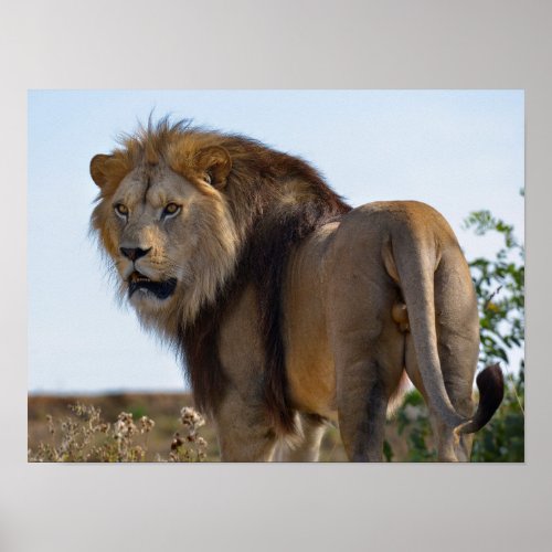 Lion standing among vegetation and seen from back poster