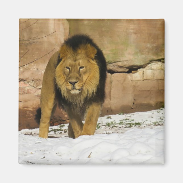 Lion Standing on Snow by Rocky Wall Magnet (Front)
