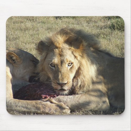 Lion Stare Wildlife Photography Mouse Pad