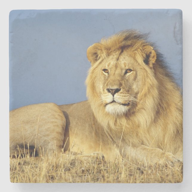 Lion Stone Coaster (Front)