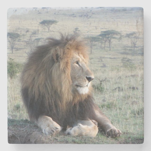 Lion Stone Coaster (Front)