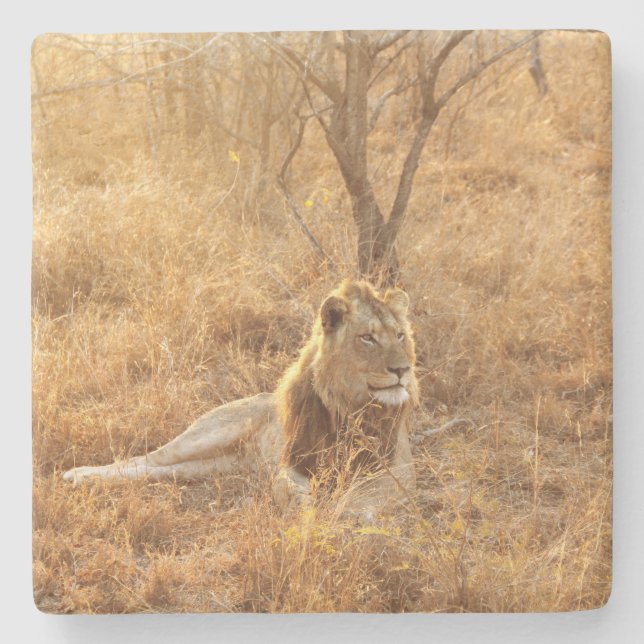 Lion Stone Coaster (Front)