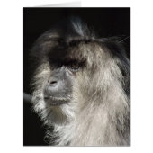 Lion-Tailed Macaque Portrait (Front)
