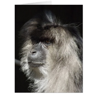 Lion-Tailed Macaque Portrait Cards