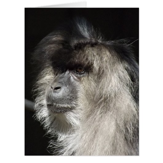 Lion-Tailed Macaque Portrait Cards (Front)
