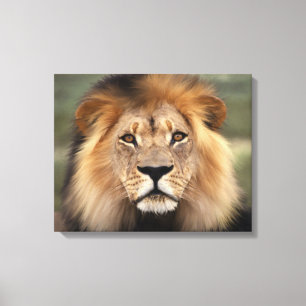 Lion - The King of The Jungle Canvas Print