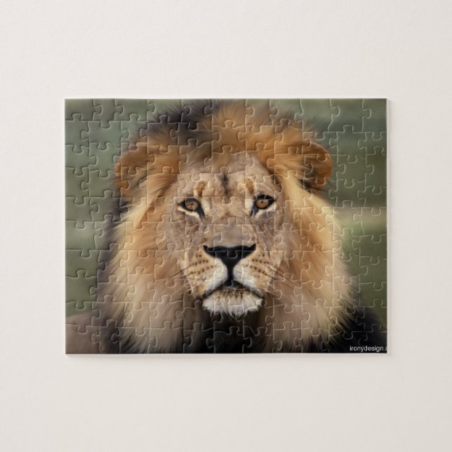 Lion - The King of The Jungle Jigsaw Puzzle (Horizontal)