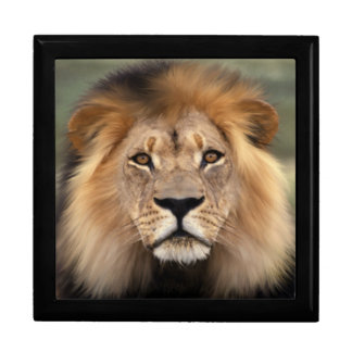 Lion - The King of The Jungle Keepsake Box