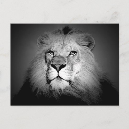 Lion the King Postcard