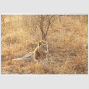 Lion Tissue Paper