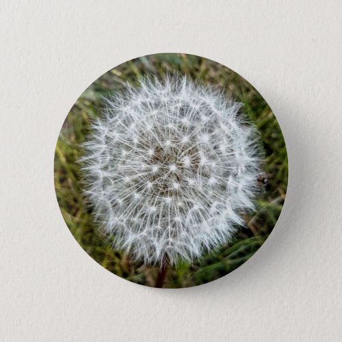 lion tooth sheet button