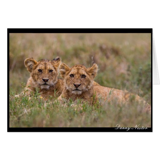 Lion Twins Cards (Front Horizontal)