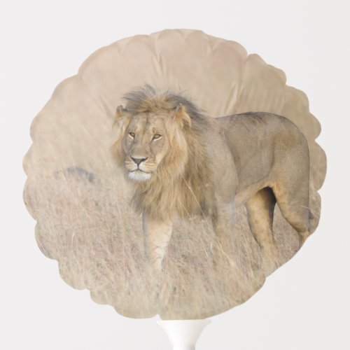 Lion walking balloon