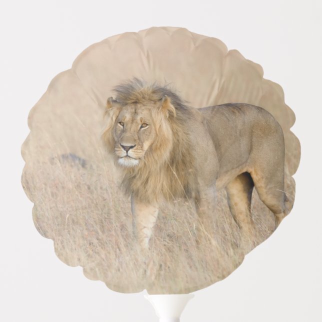 Lion walking balloon (Front)