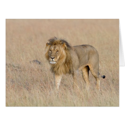 Lion walking cards (Front Horizontal)